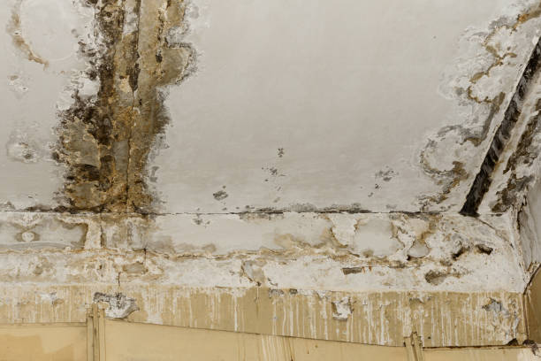 Trusted Fox Chapel, PA Mold Removal Experts