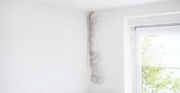 Best Mold Prevention Services  in Fox Chapel, PA