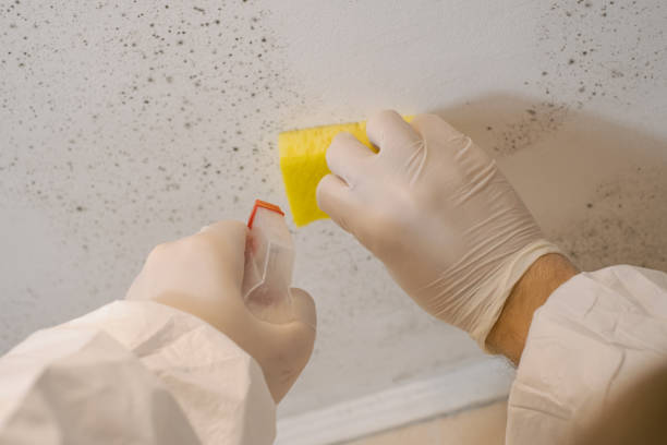 Best Asbestos and Lead Testing During Mold Inspection  in Fox Chapel, PA