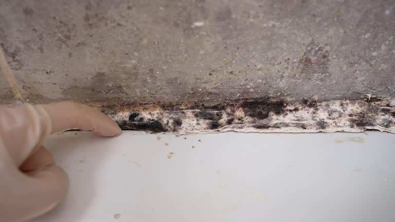 Best Mold Remediation for Healthcare Facilities  in Fox Chapel, PA